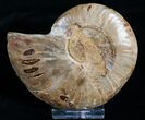 Inch Agatized Ammonite Half #5127-1